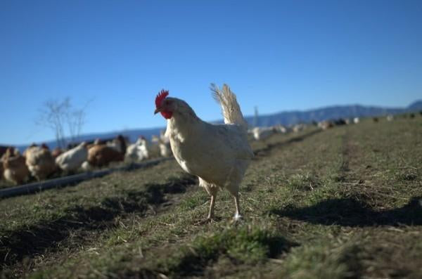 A Good Cause: Eatwell Farm Loves Chickens